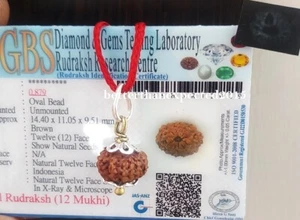 12 Mukhi Rudraksha / Twelve Face Rudraksh Java Bead Size 12-14 MM~Lab Certified - Picture 1 of 2