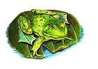 Frog On Lily Pad Vinyl Decal Sticker Truck Boat Car Tumbler Cooler Cup Cooler