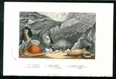 Anémonas de mar submarinas Van Houtte Flore des Serres 1845 impresión antigua original Foto 1 de 2