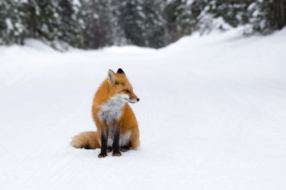 Winter Watcher Red Fox Sitting in the Snow Photo Art Print Poster 18x12 - Image 1 of 1