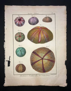 LAMARCK - URCHIN - PLATE 142 - FOLIO - ORIGINAL 18TH CENTURY HC ENGRAVING RARE - Picture 1 of 1