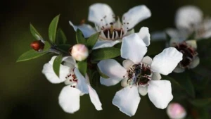 Reines ätherisches Manuka Öl von Natural Care 10ml - Bild 1 von 1