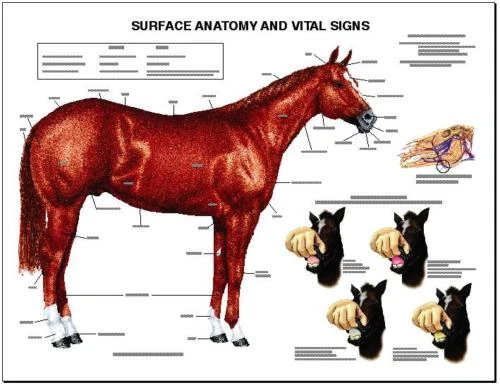 Equine Surface Anatomy Wall Chart #1   LFA #2536 Horse  - Image 1 of 1