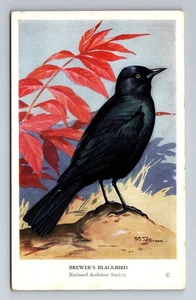 Postal de recuerdo de mirlo de cerveza, animales, antigua, vintage - Imagen 1 de 2