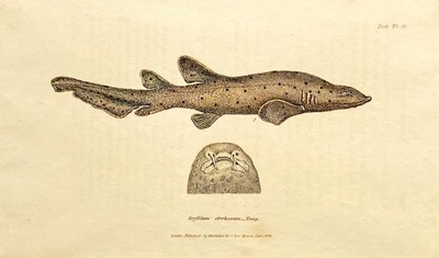 Hai Katzenhai Scyllium Kupferstich handkoloriert Cuvier 1834 - Bild 1 von 3