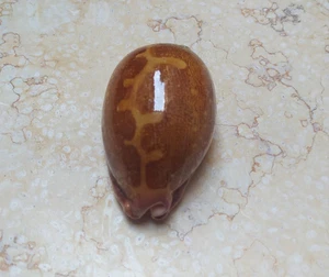 Cypraea rosea mappa singularis ottimo motivo rosso ruggine conchiglia F+++ F++ 70mm - Foto 1 di 13