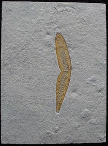 Plant 56 - All Natural & Not Broken 100 Million Cretaceous Fossils Lebanon - Picture 1 of 3