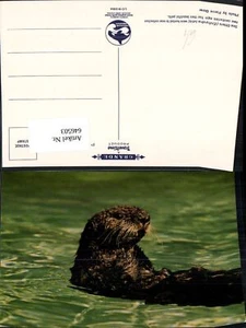 646503,Sea Otters Seeotter Otter Tiere - Bild 1 von 1