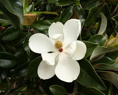 Magnolia Grandiflora - Árbol de Magnolia del Sur Foto 1 de 2