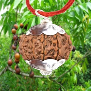 Colgante de plata Rudraksha 13 Mukhi (Java) Rudraksha tamaño 14 mm certificado de laboratorio - Imagen 1 de 3