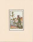 GOOSE GRASS FAIRY Original Vintage 1940's Cecily Mary Barker Print Mounted