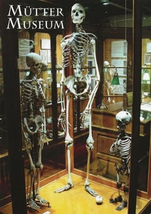 Postkarte Philadelphia Mutter Museum PA College of Physicians 3 Skelette NEUWERTIG - Bild 1 von 1