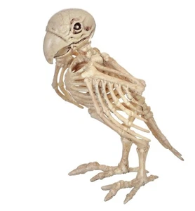 Skelett Papagei Requisite - Bild 1 von 1