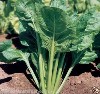 VERY BLOND RIB BEETS OF TRIESTE - VEGETABLE GARDEN SALAD 400 SEEDS