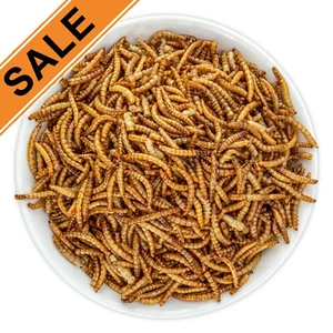 Lot Bulk Dried BSF Mealworms for Wild Birds Food Chickens Hen Fish Treats Food - Picture 1 of 8