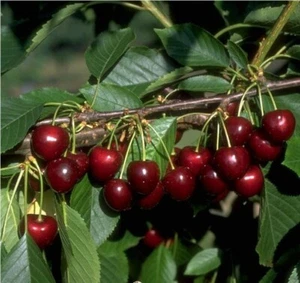 Oktavia, Süßkirsche, kleinbleibender Obstbaum, Liefergröße 120-140cm im Topf … - Bild 1 von 3