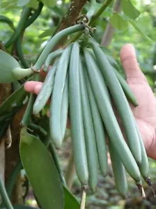 Vanilla Bean Orchid Live Plant - Starter Plant in 2 Inch Pot - Picture 1 of 8
