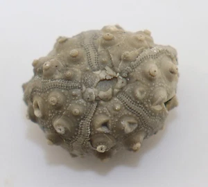 Seeigel, Hemitiaris stramonium, Jura, Oxford, Reuchenette, Schweiz -k709 - Picture 1 of 6