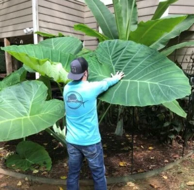 SALE!! Taro XXL Tropical Plant Elephant Ear Corm Bulb Delivered Direct UK EU US  - Image 1 of 2