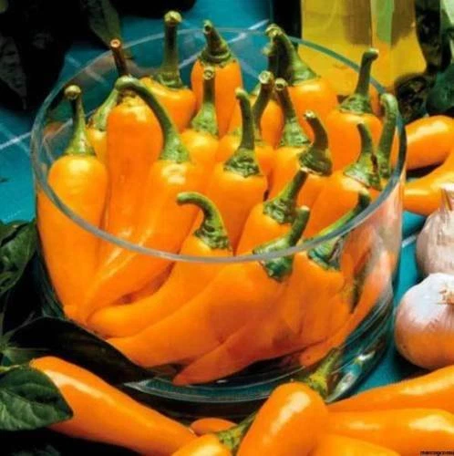 CAROTTE BULGARE, 25 graines de piment + HOMMAGE