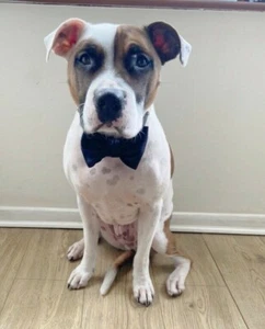 Black Purple Velvet Dog Pet BowTie Bow Tie - Ideal for wedding formal occasions - Picture 1 of 6