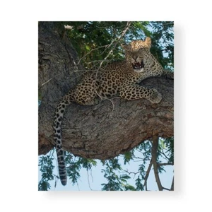 Impression sur Toile Papier Affiche Ou Peinture Bennion Scott Leopard Territory - Imagen 1 de 2