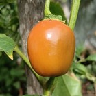 Locoto Big Orange , 10 semillas , Capsicum pubescens (613)