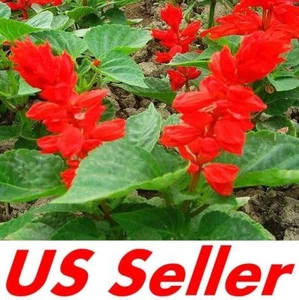 400 Seeds, Scarlet Sage Seeds B109, Salvia Coccinea Seeds Flower Seeds - Picture 1 of 3