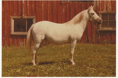 Cuarto pony yegua, atrevido, postal caballo Foto 1 de 2