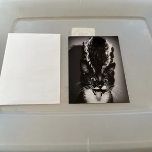 "¡Espero que sea un grito!" XL Troquelado TARJETA AVANTI HALLOWEEN Gato Novia de Frankenstein - Imagen 1 de 3