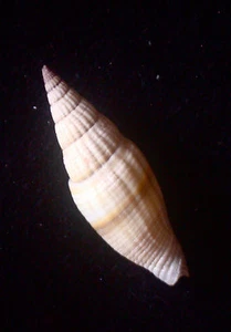 seashell Vexillum caffrum 40-45mm F+++ - Bild 1 von 3