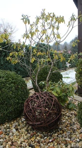 Sfera di vimini palla di vimini sfera decorativa sfera sfera di vite palline decorative giardino sfera decorativa  - Foto 1 di 5