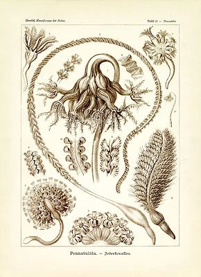 Bolígrafos de mar, dibujo científico Ernst Haeckel, dibujo de vida marina, 4" x 6" - 16" x 20" Foto 1 de 4