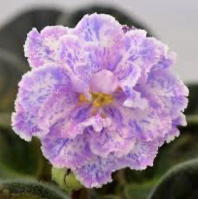 Planta violeta africana. Kristi's Spunk.Hermosa variedad, planta grande con floración. Foto 1 de 4