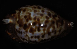 CYPRAEA FRIENDII FRIENDII - Picture 1 of 2