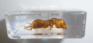 Oriental Mole Cricket Specimen in Small Clear Resin Block Teaching Kit TE1 - Picture 1 of 8