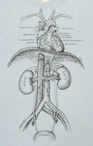 ORGANS-Leslie Arwin Human Anatomy Guts Heart Biology Life Science T shirt S-2XL - Picture 1 of 6