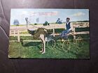 1911 Usa Postcard Cover Jacksonville Fl To Georgetown Ky Ostrich Driving