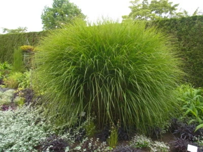 Feinhalm Chinaschilf Miscanthus sinesis "Gracillimus" 3 L Topf - Bild 1 von 3