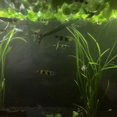 Clown Killifish Juvenile/Males (3) - Image 1 of 4