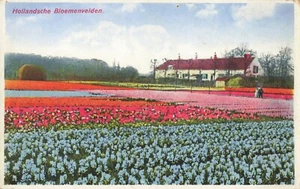 Postcard Holland Dutch Flower Fields - Picture 1 of 2
