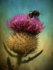 Bumble Bee and Thistle Framed Wall Art Print 9X7 In