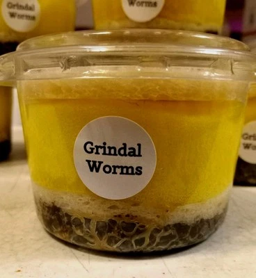 4-layer CLEAN Grindal worm Culture + Food. Fast Producing, Easy Harvest - Image 1 of 4