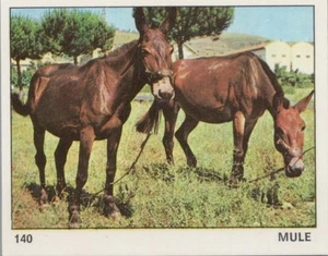 Top Sellers Card - Animals of The World - Card No 140 - Mule - Picture 1 of 2