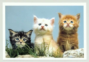 1 AK Katze 17. - Harenberg !!! w - Bild 1 von 1