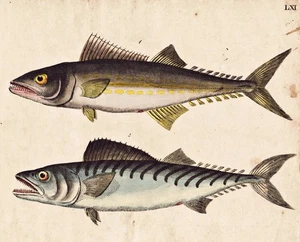 fish Fisch Königsfisch Brustschuppe Fische Lithographie Strack 1826 - Bild 1 von 1