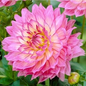 20 SEEDS for Pink GALLERY BELLINI DAHLIA rare flower exotic plant USA Seller - Picture 1 of 3