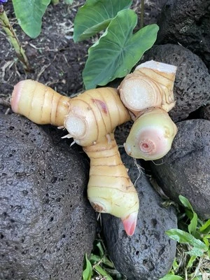 6 Fresh Thai Ginger Roots Galangal Hawaii Grown Rhizomes Spicy Asian Organic - Image 1 of 4