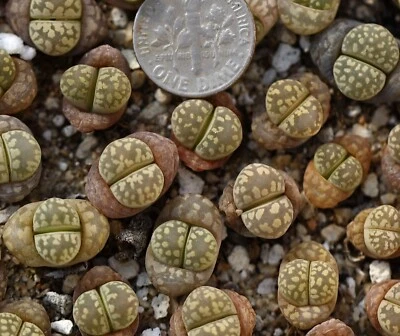 Plant -one-  Lithops otzeniana “Brakfontein ” - Image 1 of 4