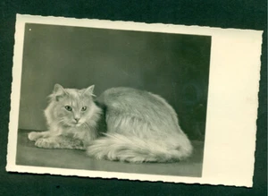 LONGHAIRED CAT PHOTOGRAPHIC  POSTCARD CIRCA 1945'S- AMAG  'J ' - Picture 1 of 2